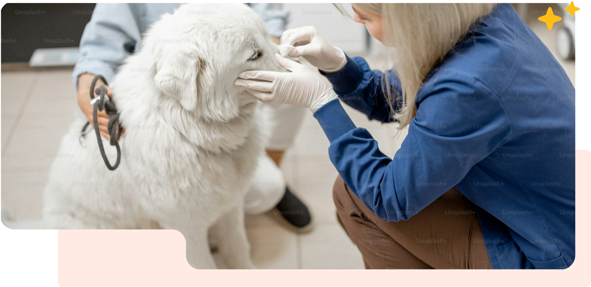 Building global veterinarians, together.