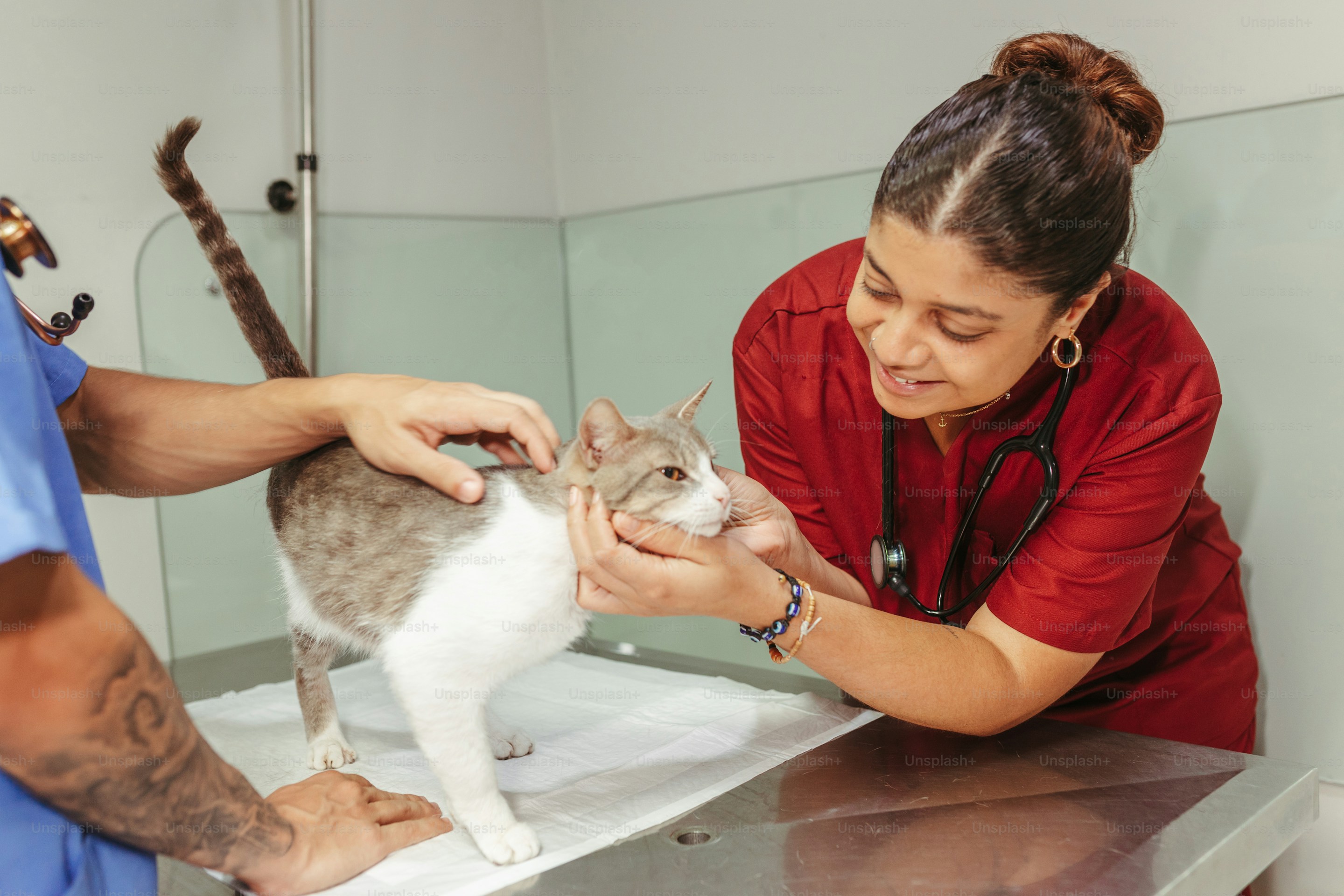 Veterinarian examining a pet